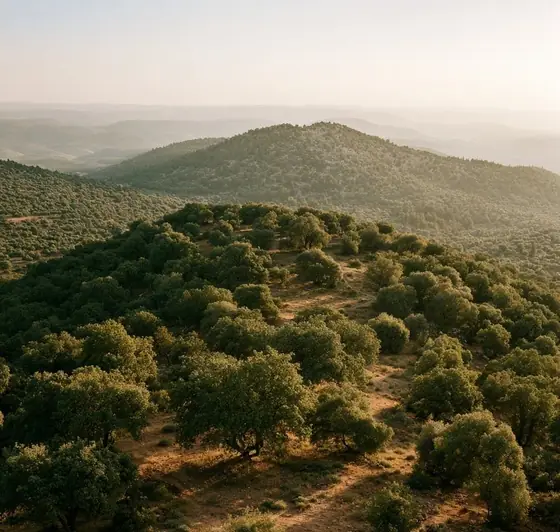 Ajloun National Park, AI-generated illustration