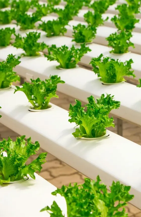 Aquaponic & Hydroponic Farming - Azraq